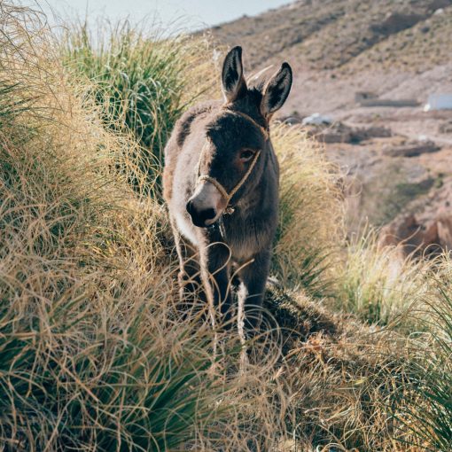 DDCommunity: Psalm 32 Prayer Pattern to resolve guilt, shame, and fear