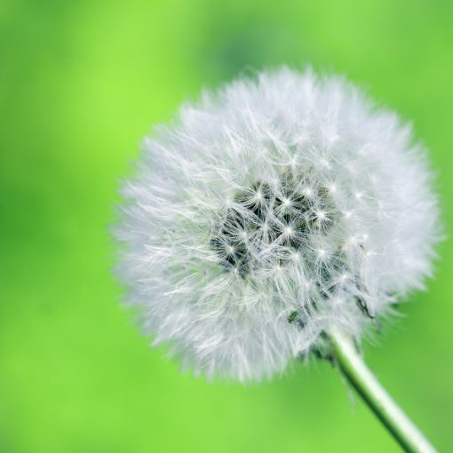 Shirley found Christ Relevant to Obesity and Multiple Sclerosis